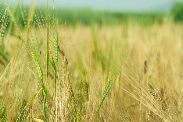 Orzo verde in fattoria con luce naturale — Foto Stock