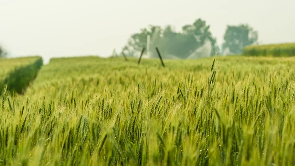 Orzo verde in fattoria con luce naturale — Foto Stock