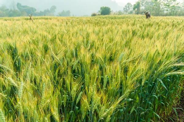 Green barley in farm with nature light — Stock Photo, Image