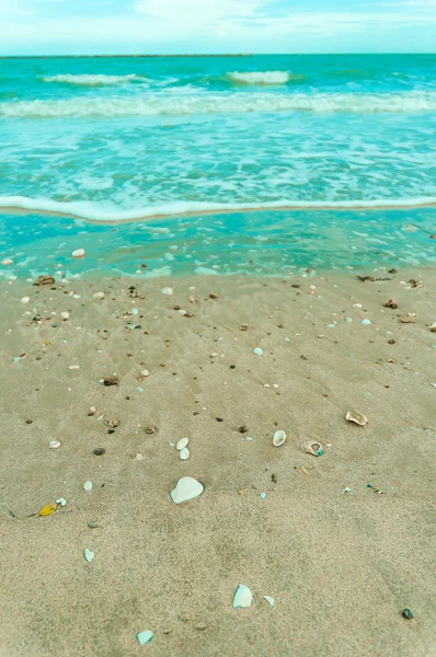 Muschel kleiner Felsen am Strand — Stockfoto