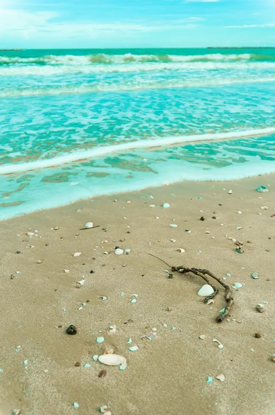 Pobočka prostředí malé skály na pláži — Stock fotografie