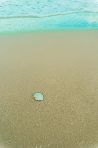 Weiße Schale auf dem Sand — Stockfoto