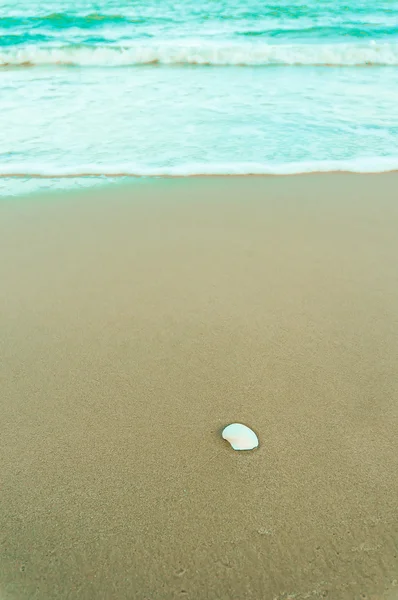 Bílé shell v písku — Stock fotografie
