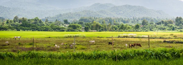 Ko i grönt fält — Stockfoto