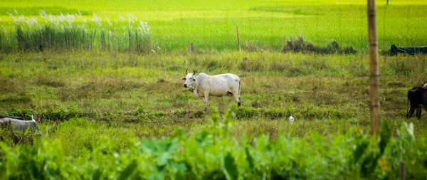 Αγελάδα στον πράσινο τομέα — Φωτογραφία Αρχείου