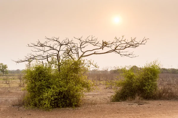 Árvore no campo ao pôr do sol — Fotografia de Stock