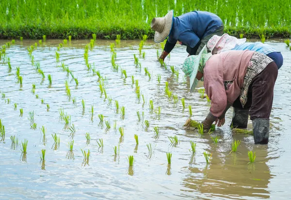 Un agriculteur transplante des plants de riz dans une rizière — Photo