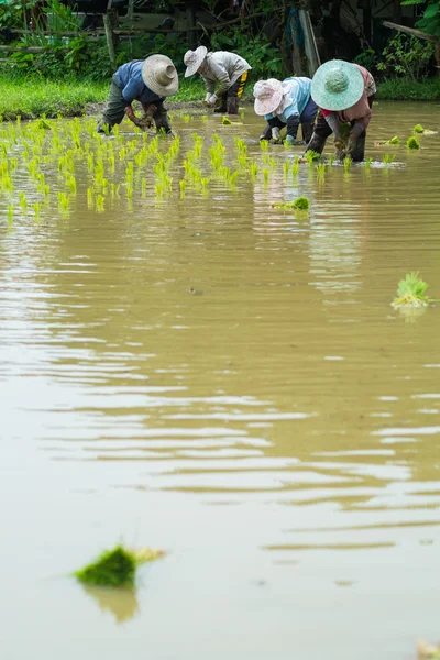 Farmer transplant rice seedlings in rice field — Stock Photo, Image