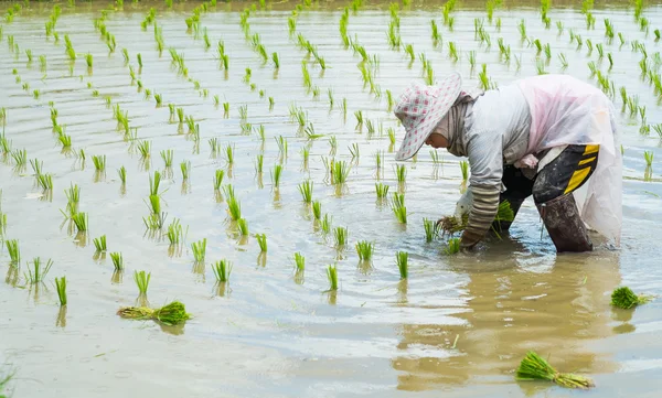 Un agriculteur transplante des plants de riz dans une rizière — Photo