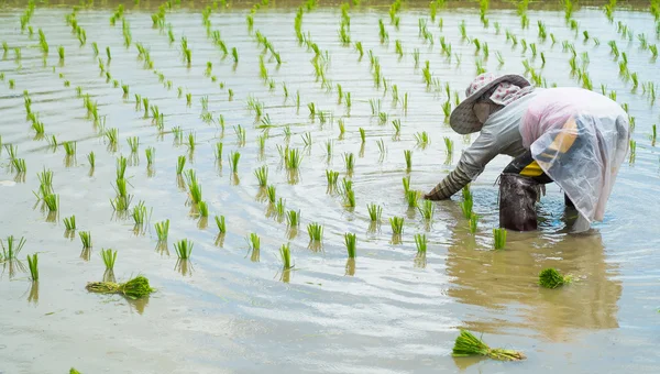 Un agriculteur transplante des plants de riz dans une rizière — Photo