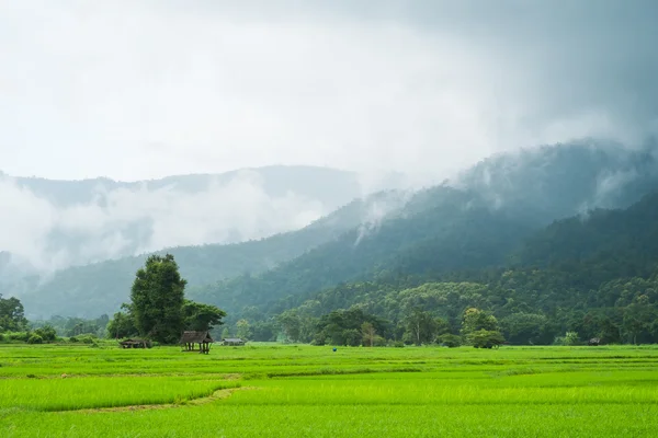Пейзаж рисового поля в Таиланде — стоковое фото
