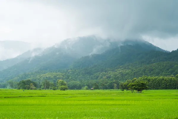 Пейзаж рисового поля в Таиланде — стоковое фото