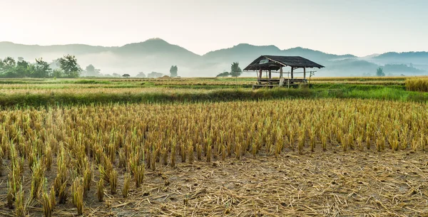 Cabaña en el campo de arroz —  Fotos de Stock