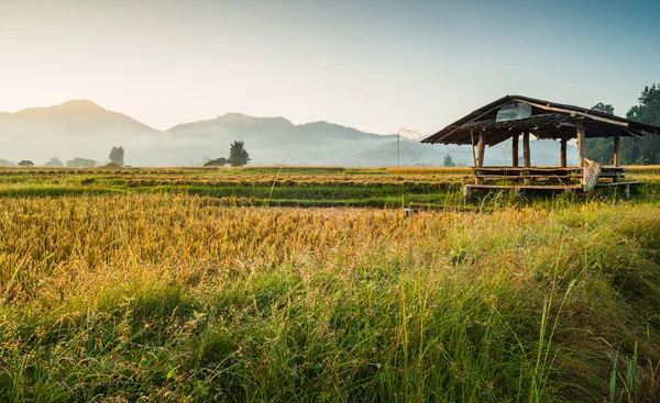 Cabana no campo de arroz — Fotografia de Stock