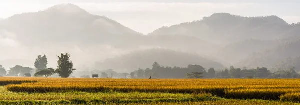 Панорама рисового поля — стоковое фото