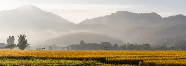 Panorama della risaia — Foto Stock