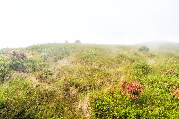 Grass field with misty on moutain — Stock Photo, Image