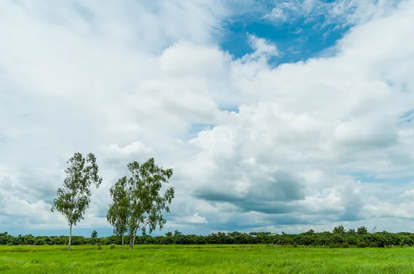 Drzewo w pole trawa z chmury i niebieski niebo — Zdjęcie stockowe