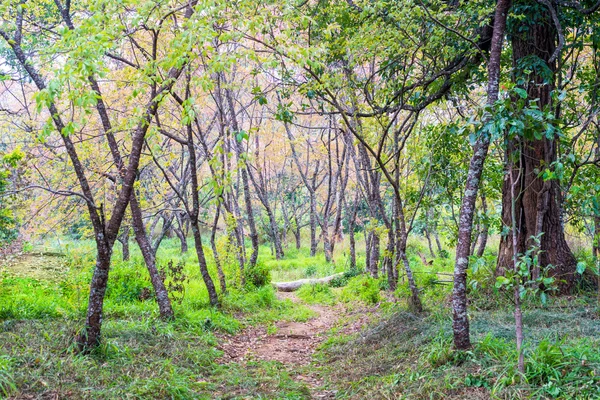 Caminho para a floresta com árvore no campo de grama — Fotografia de Stock