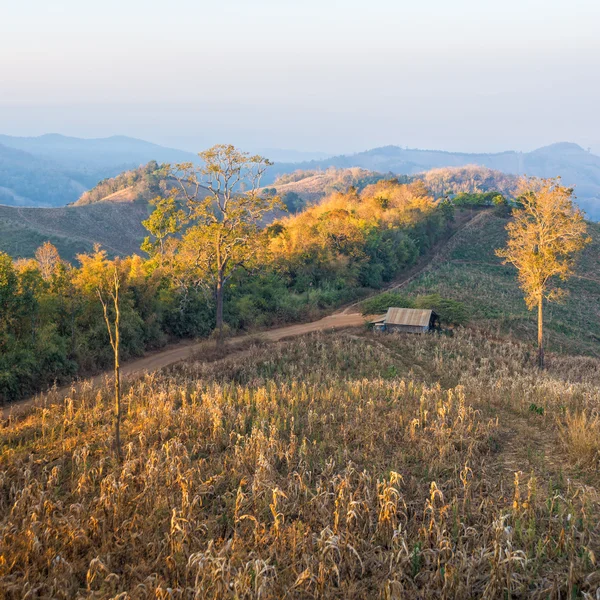 Террасные кукурузные поля Таиланда — стоковое фото