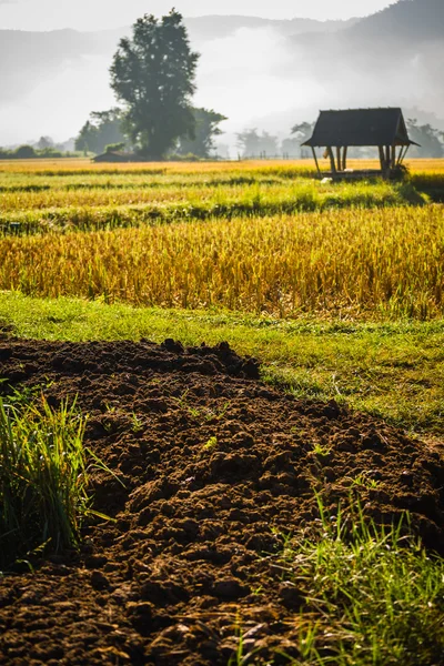 Хижина на рисовом поле Стоковое Изображение