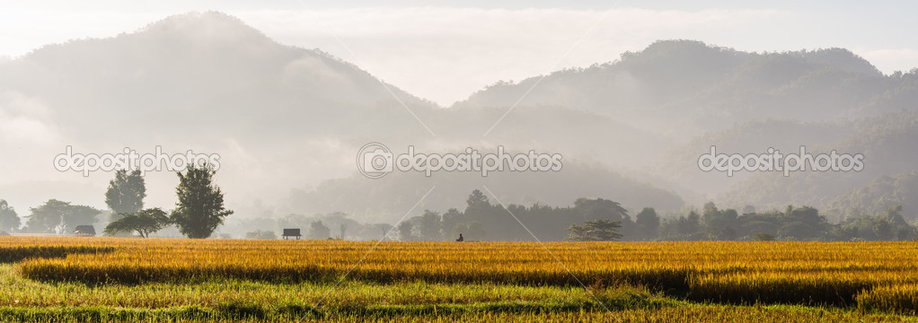 panorama of rice field 