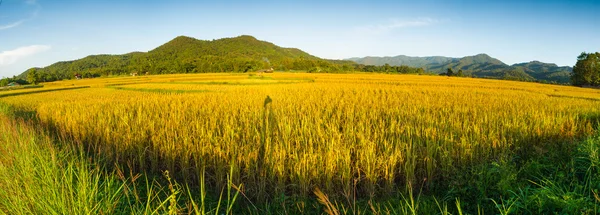 Panorama do campo de arroz — Fotografia de Stock