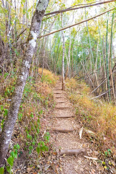 Traject in bamboe bos van thailand — Stockfoto