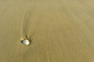 beyaz kabuk kum üzerinde