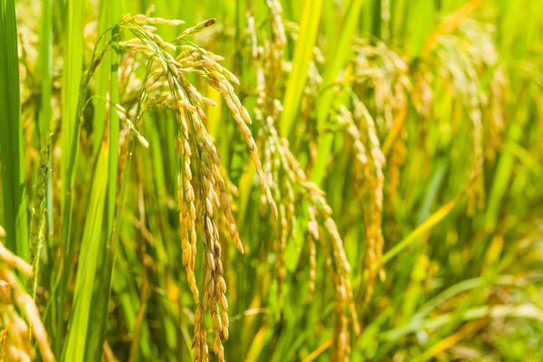 Paddy rice of thai in filed — Stock Photo, Image