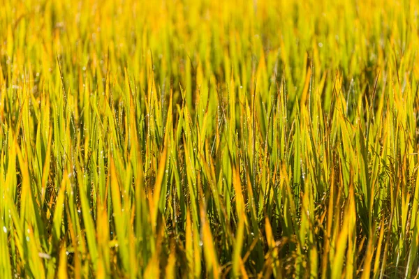 Green leaf of paddy rice in filed — Stock Photo, Image