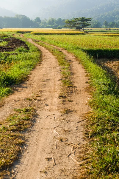 Estrada de via para campo de arroz — Fotografia de Stock