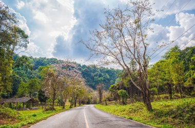 ağaç boş eğri yol