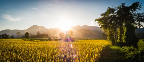 Pôr do sol atrás das montanhas no campo de arroz — Fotografia de Stock