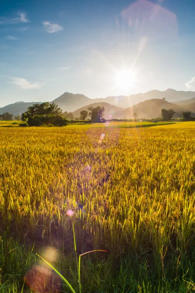 Sonnenuntergang hinter den Bergen im Reisfeld — Stockfoto