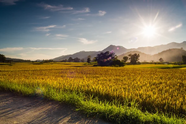Pôr do sol atrás das montanhas no campo de arroz — Fotografia de Stock