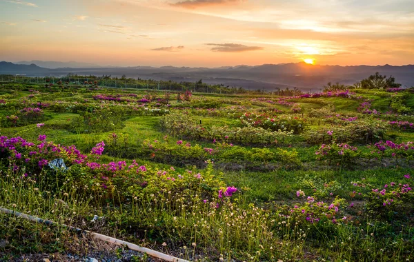 Campo fiorito e tramonto dietro le montagne — Foto Stock