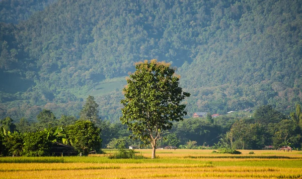 Träd i gröna risfält — Stockfoto