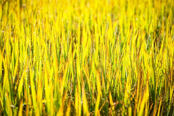 Zelený list neloupané rýže v soubor — Stock fotografie