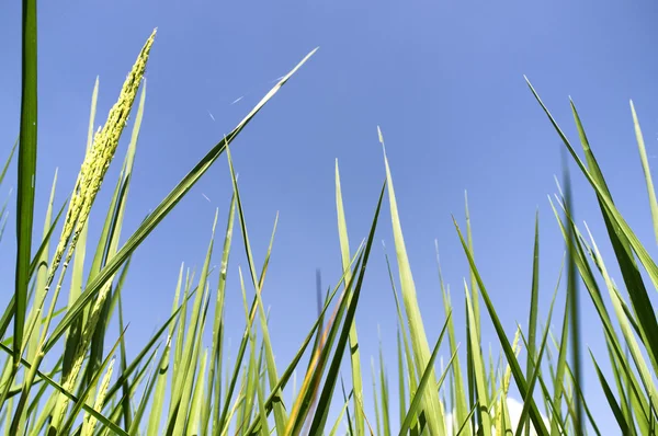 Campos de arroz Tailandia —  Fotos de Stock