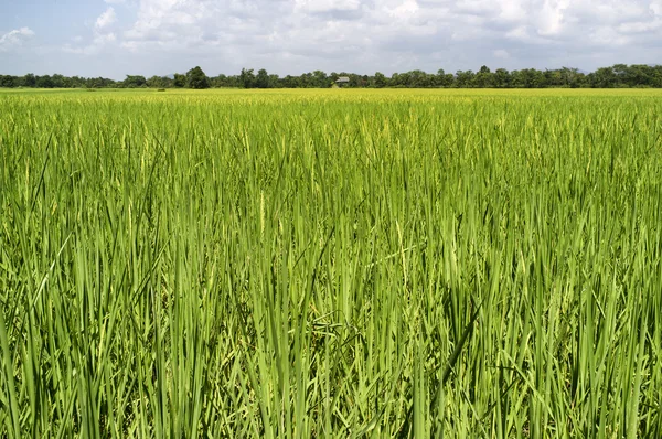 Pirinç alanları Tayland — Stok fotoğraf