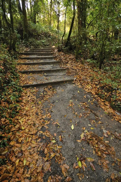 Forest way — Stock Photo, Image