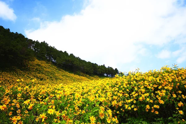 Collina dei fiori — Foto Stock