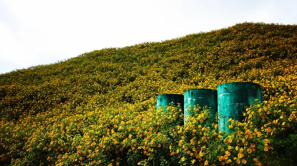 Collina dei fiori — Foto Stock