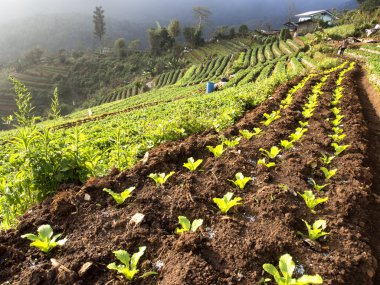 çilek yetiştiriciliği