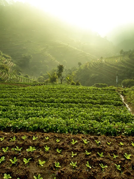 Strawberry cultivation — Stock Photo, Image