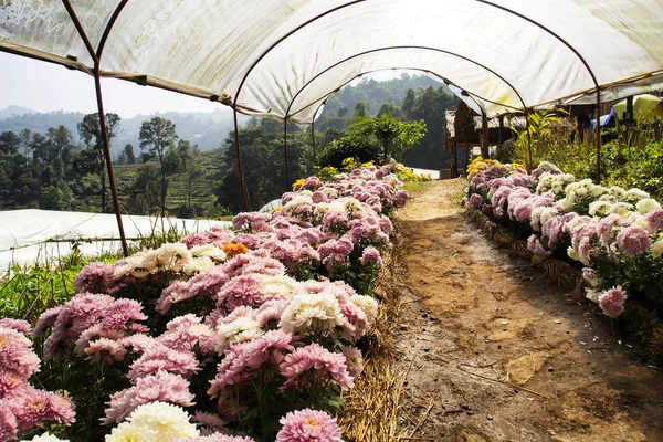 Chrysanthemum cultivation — Stock Photo, Image