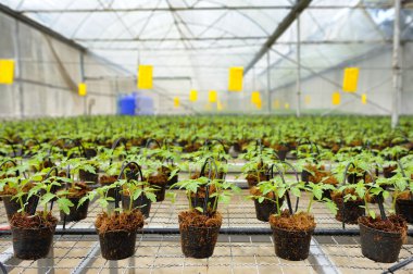 domates yetiştiriciliği: kültürlü fidan