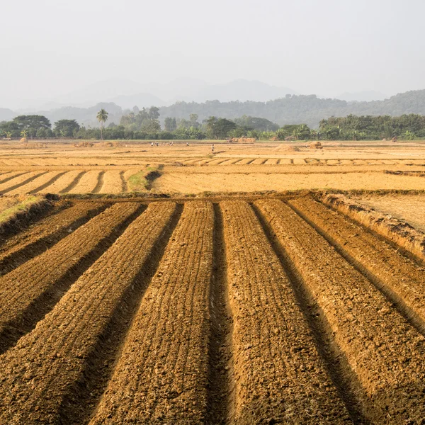 Agricultural fields — Stock Photo, Image