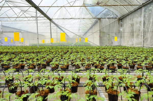 Cultivo de tomate: mudas cultivadas — Fotografia de Stock